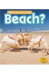 What Can Live at the Beach?