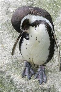 Shy Humboldt Penguin Journal