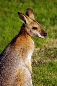 Rednecked Wallaby Animal Journal