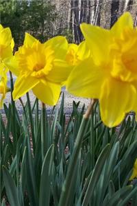 Journal Daffodils Spring Flowers
