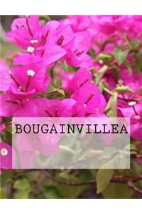 Bougainvillea