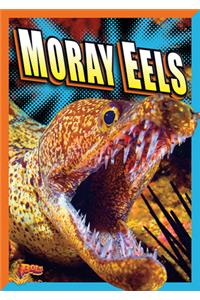 Moray Eels