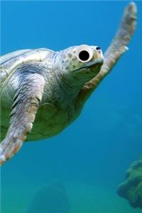 Googly Eye Sea Turtle