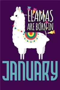 Llamas Are Born in January