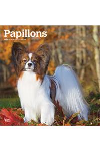 Papillons 2021 Square