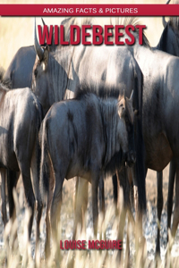 Wildebeest