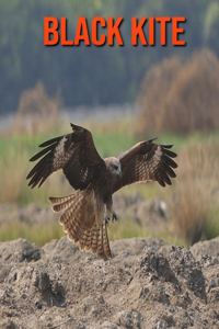 Black kite