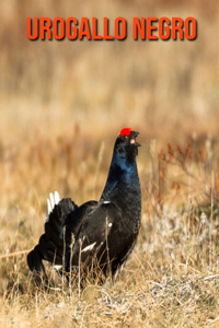 Urogallo negro