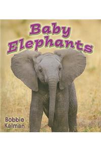 Baby Elephants