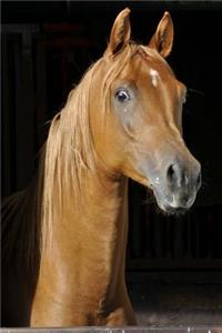 Arab Thoroughbred Horse Journal