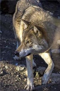 MindBlowing Wolf Journal 5