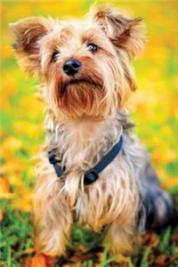 Yorkie Dog Journal