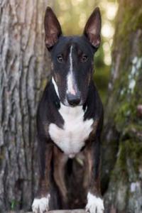 Bull Terrier