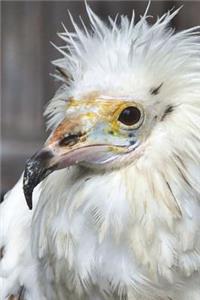 Hey, White Vulture, I'm Not Dead Yet Journal