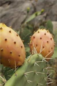 Cool Prickly Pear Cactus Journal