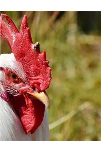 Poultry Chicken Rooster Hens Chickens Chick Chicks Bird Birds