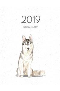 2019 Siberian Husky