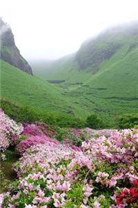 Azalea Flowers in the Japanese Mountains Journal