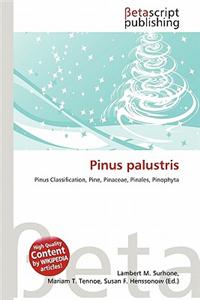 Pinus Palustris