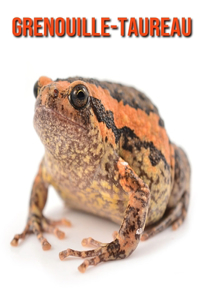 Grenouille-Taureau