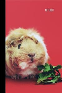Guinea Pig Notebook