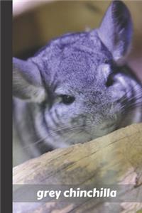 grey chinchilla
