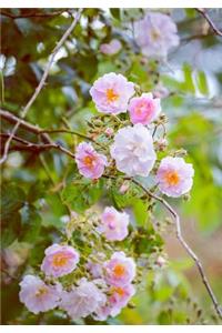 Pink Roses Undated Journal