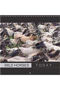 Wild Horses Today 2018