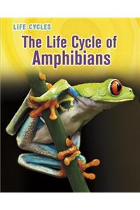 Life Cycle of Amphibians