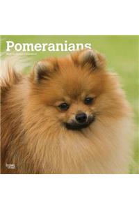 Pomeranians 2019 Square