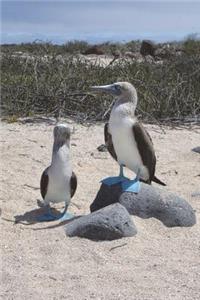 Galapagos Blue-Footed Booby Bird on a Rock Journal