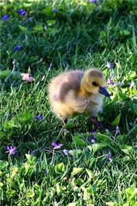 An Adorable Canada Gosling Walking Among the Wildflowers Baby Goose Journal