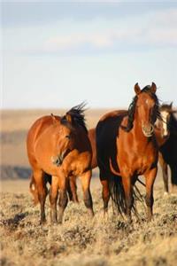 A Herd of Chestnut Wild Horses in Southwest Wyoming USA Animal Journal