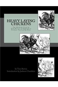 Heavy Laying Chickens