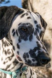 A Darling Black and White Dalmatian Dog Pet Journal: 150 Page Lined Notebook/Diary