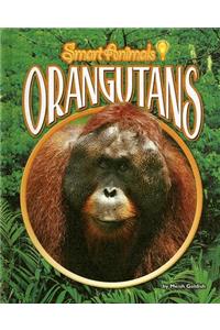 Orangutans