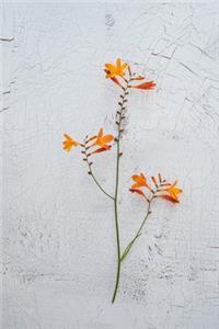 Orange Crocosmia Flower Journal