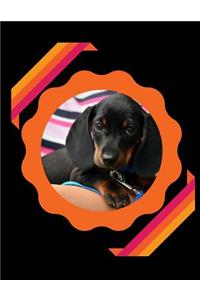 Cute Dachshund