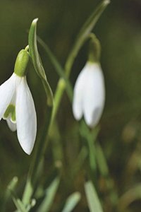 Snowdrop Notebook Large Size 8.5 x 11 Ruled 150 Pages