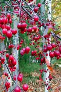 2019 Daily Planner Fall Tree Red Berries 384 Pages