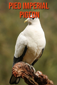 Pied Imperial Pigeon