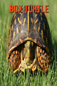 Box Turtle