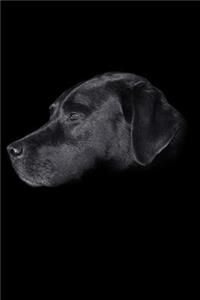 Black Labrador