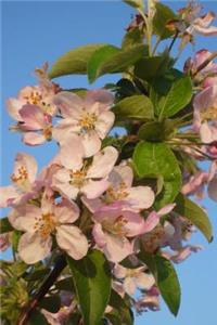 Arkansas State Flower - Apple Blossom Journal