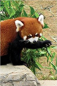 Red Panda Notebook