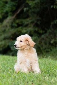 Golden Doodle