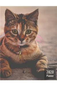 2020 PLANNER Kitten