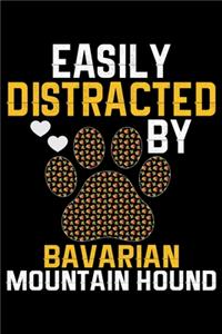 Easily Distracted by Bavarian Mountain Hound