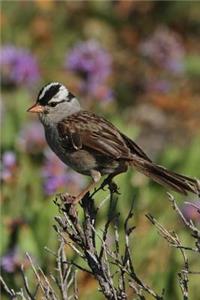 White-Crowned Sparrow (Zonotrichia Leucophrys) Bird Journal