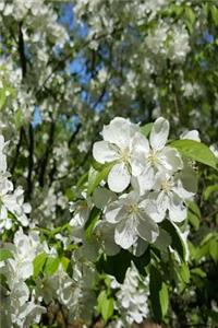 2019 Weekly Planner Springtime Glory Pretty Flowering Tree 134 Pages